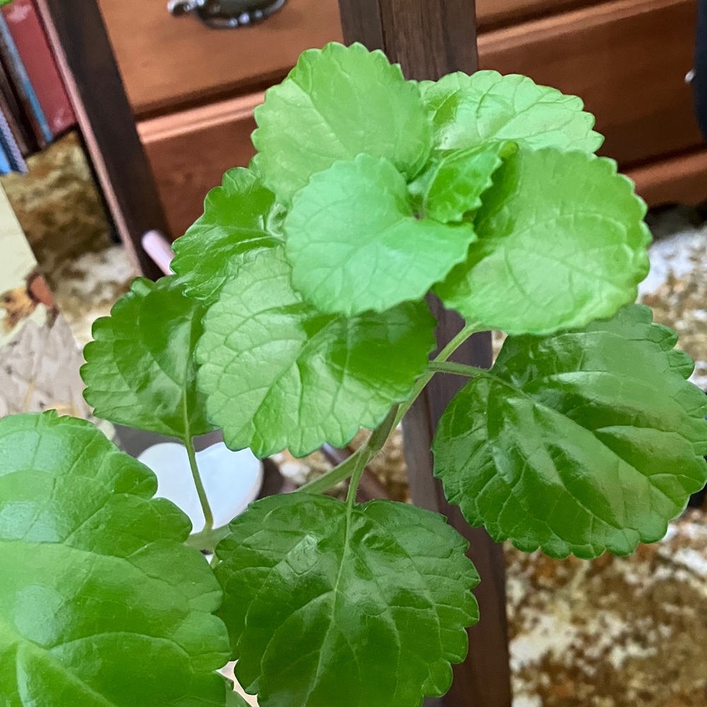 Lush Green Swedish Ivy plant cuttings. 2 For $10.